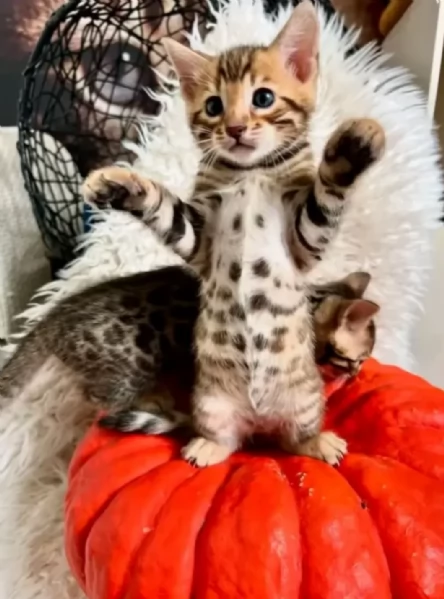 Adozione bengal gattini 