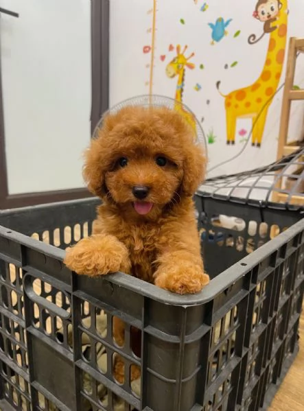 Cucciolate di barboncino toy
