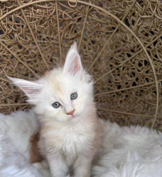 Cuccioli di Maine coon | Foto 0