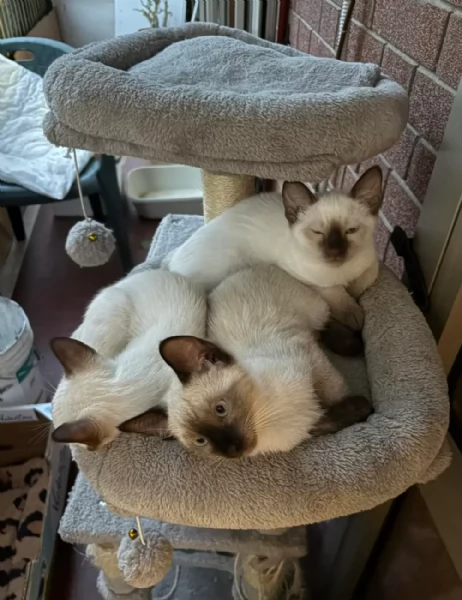 Adozione gattini siamese 