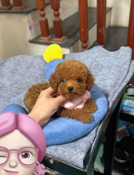 Cucciolate di barboncino toy | Foto 0