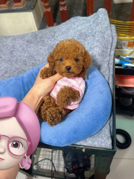 Cuccioli di Barboncino cercano casa piena damore