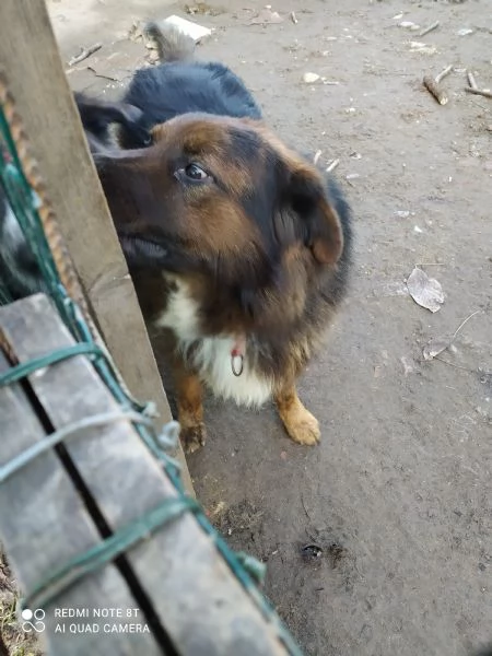 Regalo in adozione  | Foto 0