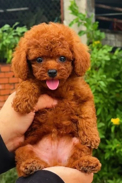 Cuccioli di Barboncini toy