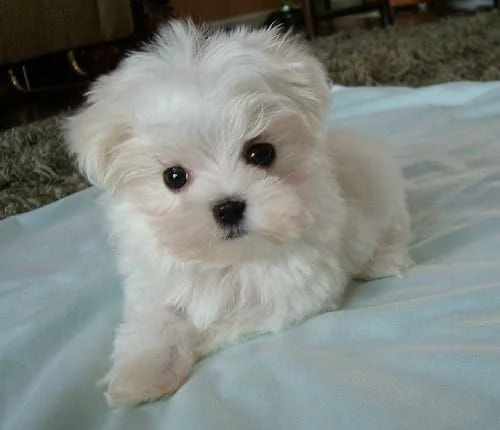 Cuccioli di Maltese in adozione
