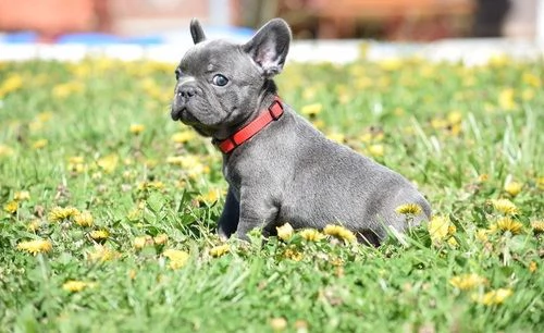 Cuccioli di bulldog francese maschi e femmine  | Foto 0