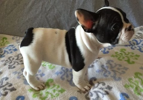Cuccioli di bulldog francese maschi e femmine 