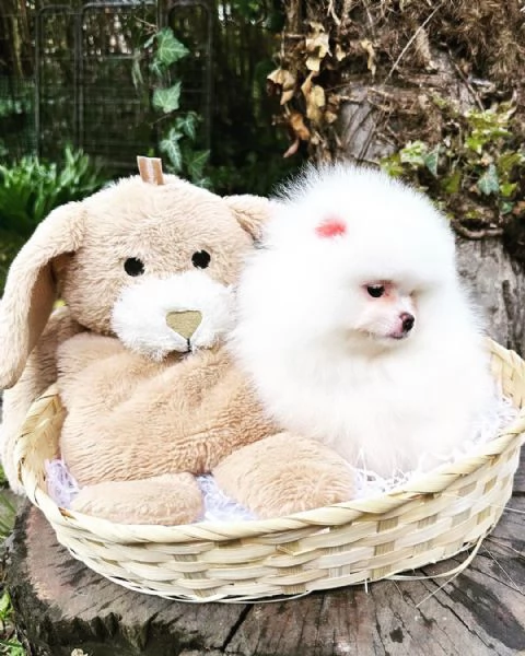 Cuccioli di Pomerania maschi e femmine