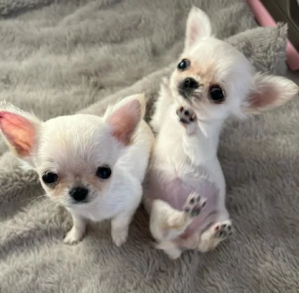 Splendidi cuccioli di Chihuahua di taglia mini | Foto 0