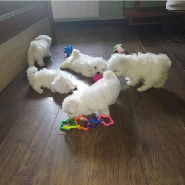 Adorabili cuccioli di Maltese