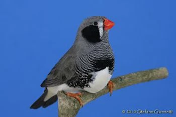 Diamanti Mandarino Bengalini
