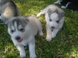 Cuccioli di Siberian Husky di razza pura  