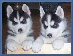 Cuccioli di Husky pronti per ladozione