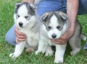 Adorabili cuccioli di Siberian Husky da adottare