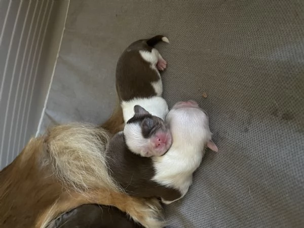 Cuccioli Chihuahua con pedigree  | Foto 1