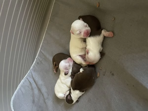 Cuccioli Chihuahua con pedigree  | Foto 0