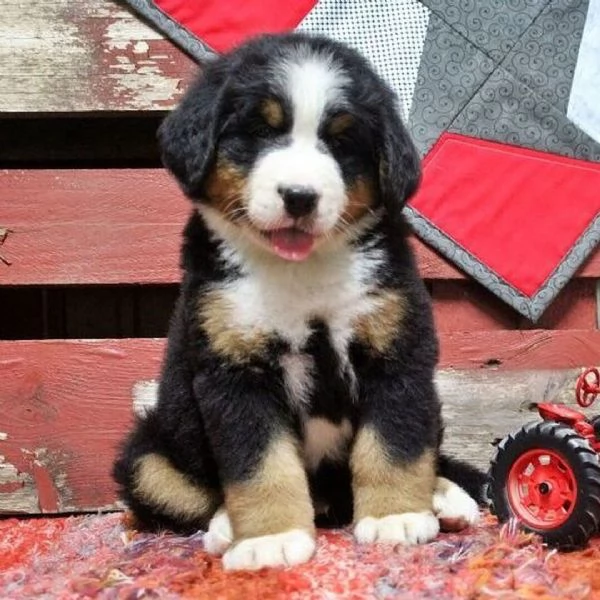 Cuccioli di Bovaro del Bernese Compagni affettuosi cresciuti in famiglia | Foto 5