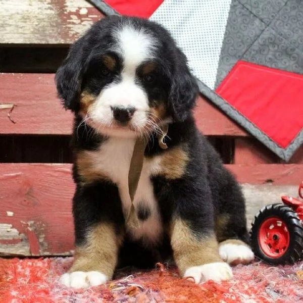 Cuccioli di Bovaro del Bernese Compagni affettuosi cresciuti in famiglia | Foto 4