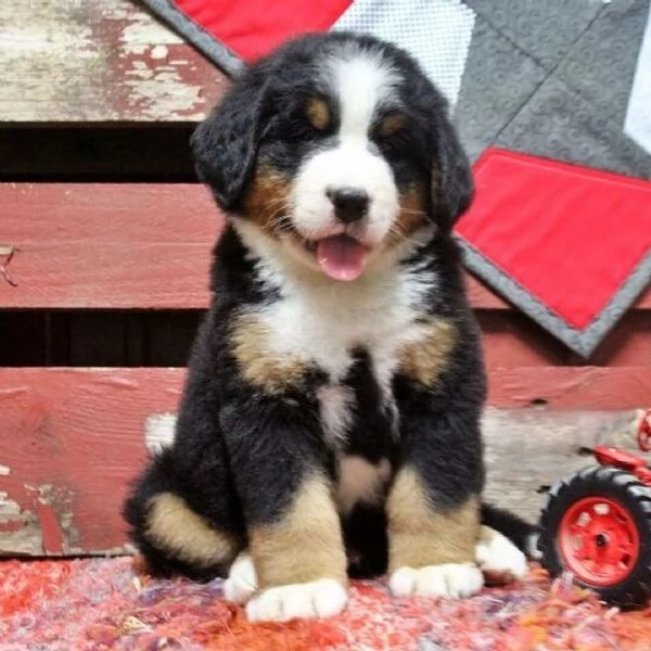 Cuccioli di Bovaro del Bernese Compagni affettuosi cresciuti in famiglia | Foto 3