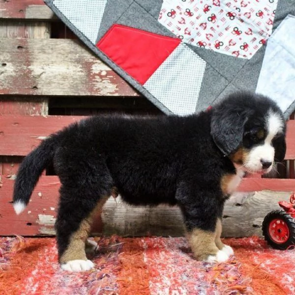 Cuccioli di Bovaro del Bernese Compagni affettuosi cresciuti in famiglia | Foto 2