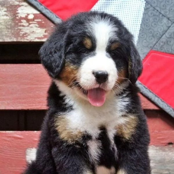 Cuccioli di Bovaro del Bernese Compagni affettuosi cresciuti in famiglia