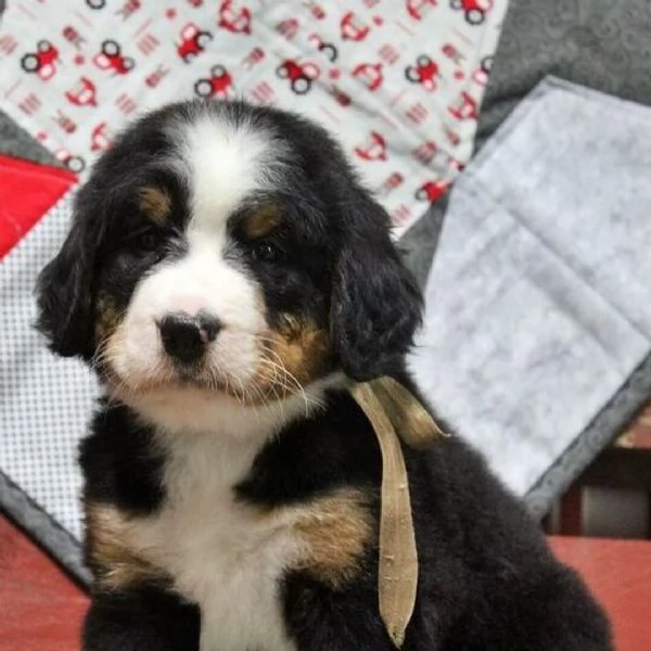 Cuccioli di Bovaro del Bernese Compagni affettuosi cresciuti in famiglia | Foto 1