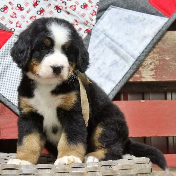 Cuccioli di Bovaro del Bernese Compagni affettuosi cresciuti in famiglia | Foto 0