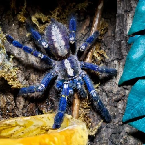Poecilotheria metallica Zaffiro Gooty in vendita | Foto 1