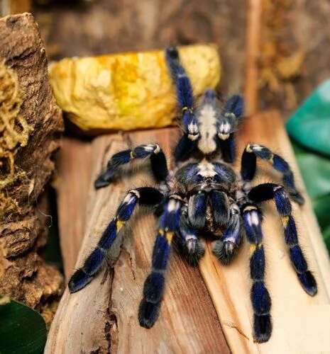 Poecilotheria metallica Zaffiro Gooty in vendita | Foto 0