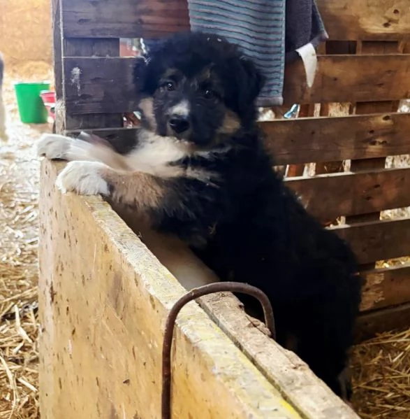 REGALO CUCCIOLO TAGLIA MEDIO  GRANDE | Foto 1