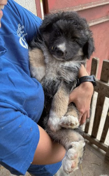 REGALO CUCCIOLO TAGLIA MEDIO  GRANDE | Foto 0