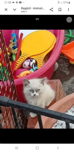 Ragdoll | Foto 2