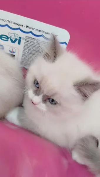 Ragdoll | Foto 0