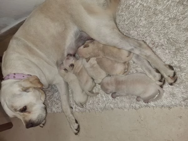 Vendo cuccioli di Cane Corso di colore bianco