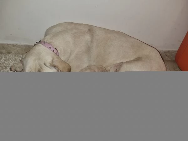 Vendo cuccioli di Cane Corso di colore bianco | Foto 6