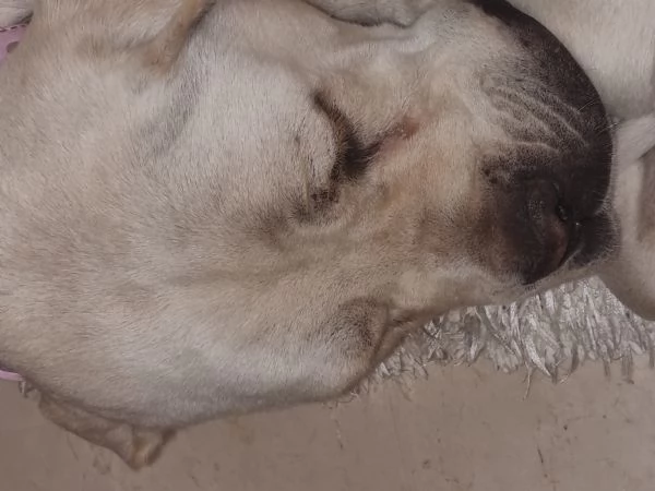 Vendo cuccioli di Cane Corso di colore bianco | Foto 5