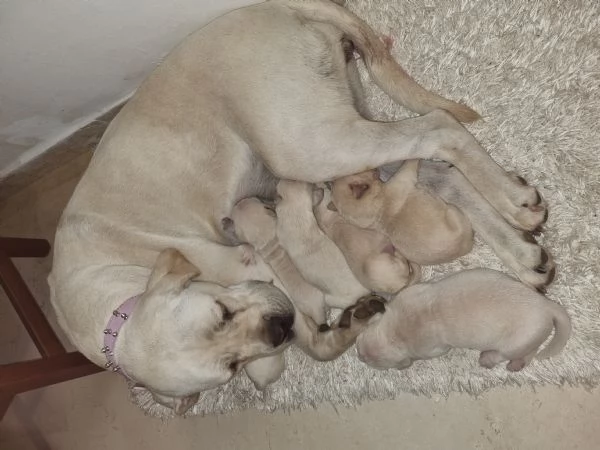 Vendo cuccioli di Cane Corso di colore bianco | Foto 1