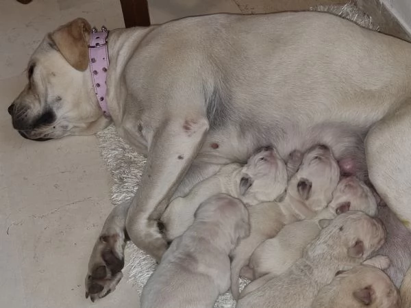 Vendo cuccioli di Cane Corso di colore bianco | Foto 0