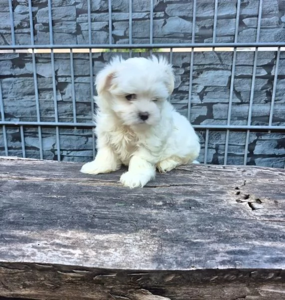 Adorabili cuccioli di Maltese cercano una casa | Foto 0