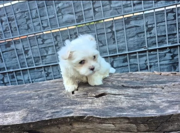 Adorabili cuccioli di Maltese cercano una casa