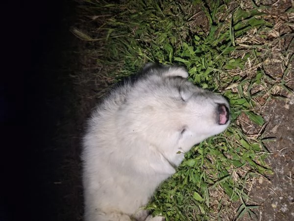 Cuccioli Pastore MaremmanoAbruzzese | Foto 5