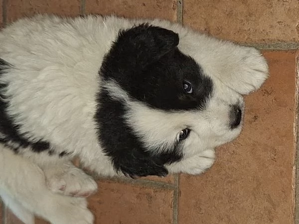 Cuccioli Pastore MaremmanoAbruzzese | Foto 4