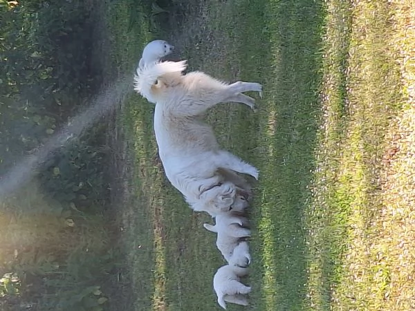 Cuccioli Pastore MaremmanoAbruzzese