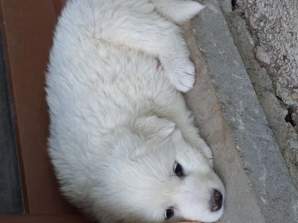Cuccioli Pastore MaremmanoAbruzzese | Foto 3