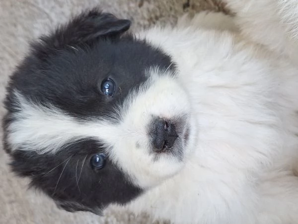 Cuccioli Pastore MaremmanoAbruzzese | Foto 2