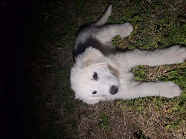 Cuccioli Pastore MaremmanoAbruzzese | Foto 1