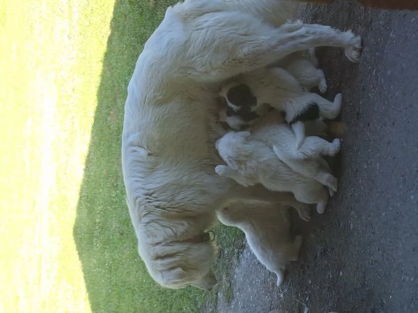 Cuccioli Pastore MaremmanoAbruzzese | Foto 0
