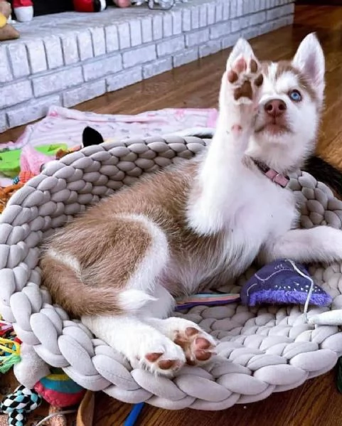Reacutegalo Siberian husky Cuccioli 