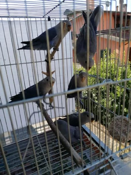 Inseparabili