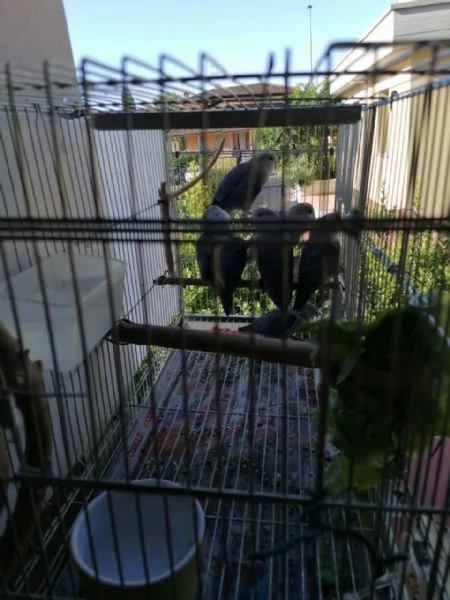 Inseparabili | Foto 3